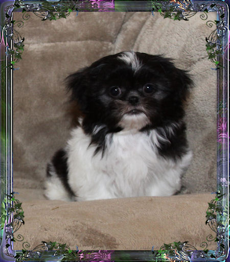 Marla Tiny little male chinese imperial shih tzu puppies for sale small teacup